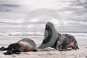 two calm and relaxed seals resting on the white sand of the beach near the sea and big waves under a cloudy sky at