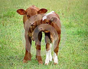 Two Calves photo