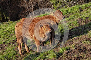 Two calves bred for meat production