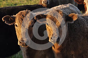 Two calves facing camera in warm afternoon light