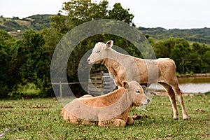 Two calves on the farm, one lying down and the other standing.