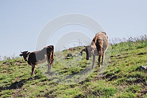 Two calves graze on rocky hills. Big plan.