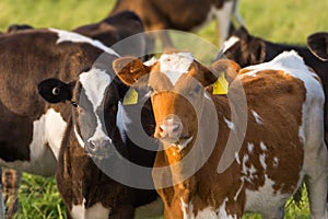 Two Calves Grazing In a Field