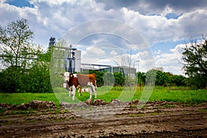 Two calves are grazing grass on meadow, in background stands few big grain silos in industrial landscape