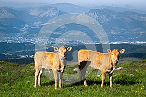 Two calves in Oiz mountain, Basque Country, Spain photo