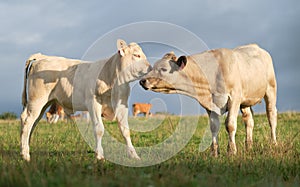 Two calves rubbing heads, morning pasture.