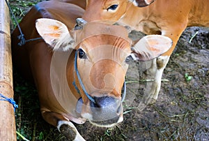 Two calves at rural farm