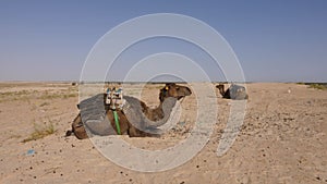 Two camel with one hump lying on sand in desert. Brown dromedary camel in Sahara