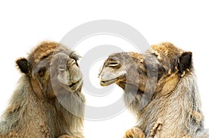 Two camel portrait isolated on white background