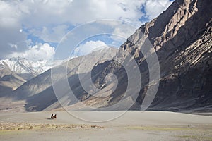 Two camel riders on the desert in Nubra Valley.