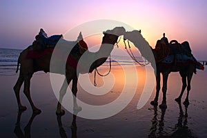 Two Camel at a seashore during dusk. photo