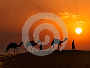 Two cameleers (camel drivers) with camels in dunes of Thar deser