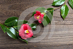 Two camellia japonica flowers