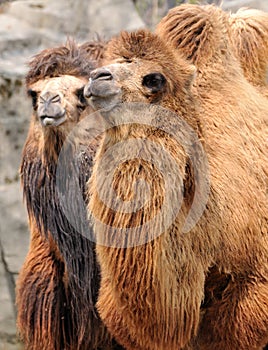 Two camels