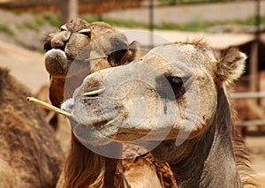 Two camels