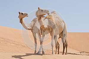 Two camels in the Arabian desert