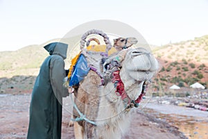 Two camels with berber man owner prepare for long journey.