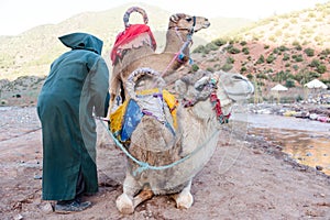 Two camels with berber man owner prepare for long journey.