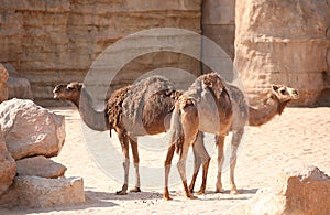 Two camels in Biopark photo