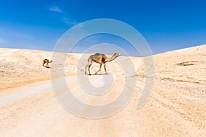 Two camels crossing desert road pasturing, Dead sea, Israel.