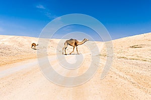 Two camels crossing desert road pasturing, Dead sea, Israel. photo