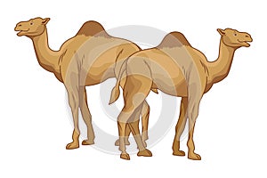 Two camels desert animals cartoons
