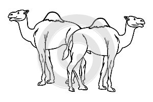 Two camels desert animals cartoons in black and white