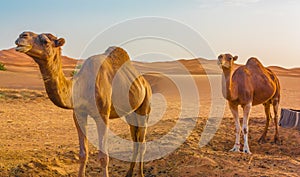 Two camels in the desert