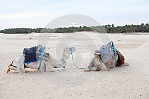 Two camels dromedaries resting on sand