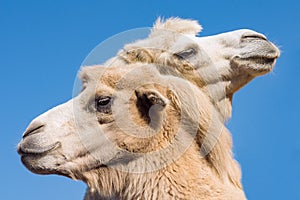 Two camels or dromedaries