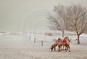 Two camels at Dunhuang desert , China