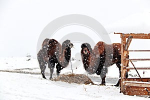 Two camels eating hay under snowfall and snowy landscape