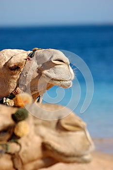 Two camels face