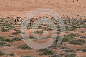 Two camels feeding on desert bushes under sand dune in the desert of Wahiba Sands, Oman. Majestic desert animals of