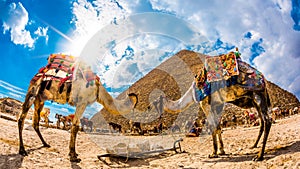 Two camels in front of the great pyramid of Giza photo