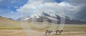 Two camels in front of Muztagh Ata