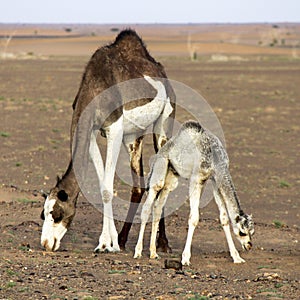 Two camels grazing