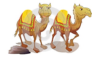 Two Camels, illustration