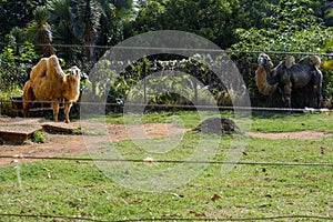 Two camels incarcerated in the zoo in Salvador, Bahia. Brazil