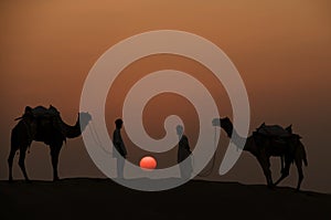 Two Camels and Jockey's Silhouetted In The Desert