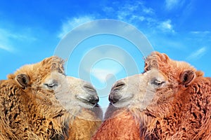 Two Camels with Love