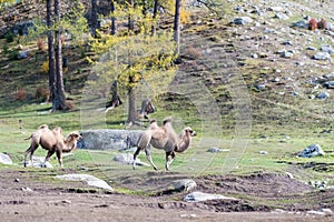 Two camels on migration way