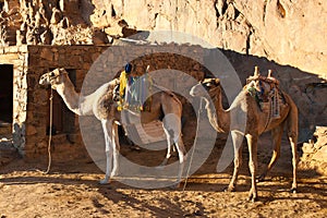 Two camels are near the home in the mountains