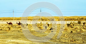 Two Camels Nearby A Village In Karakum Desert In Central Turkmenistan