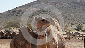 Two camels or one, funny close up. Camel in Negev Desert, Israel