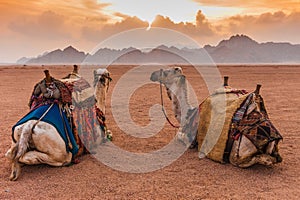 Two camels are in the Sinai Desert, Sharm el Sheikh, Sinai Peninsula, Egypt. Orange beautiful sunset above mountains