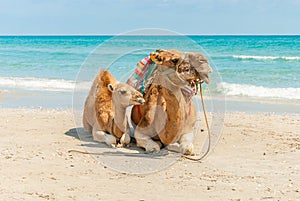 Two Camels Sitting on the Beach
