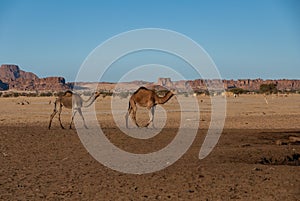 Two camels are walking on the Sahara desert, Chad