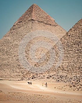 Camels and Egyptian Pyramids photo
