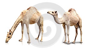 Two camels in white background